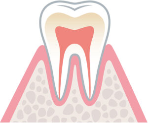 健康な歯肉のイラスト